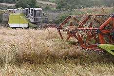 제주 서귀포시 안덕면 상천리 한 농경지에서 국산 밀 수확 작업이 이뤄지고 있다.