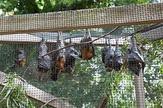 Bat organoid platform developed to prep for another pandemic