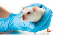 Advanced drug testing methods to use no animals