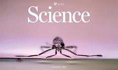 Studies of ripple bug's movements used to design tiny robot