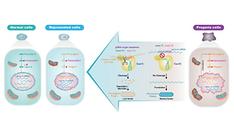 World-first method removes gene from rapidly aging disease