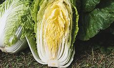 Study finds cabbage's anticancer, anti-inflammatory effects