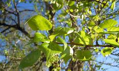 New material mimics natural temp regulation without power