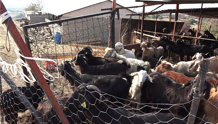 <컨테이너에서 거주하고 있는 산불 이재민과 가축들 - 출처 : 통신원 촬영>
