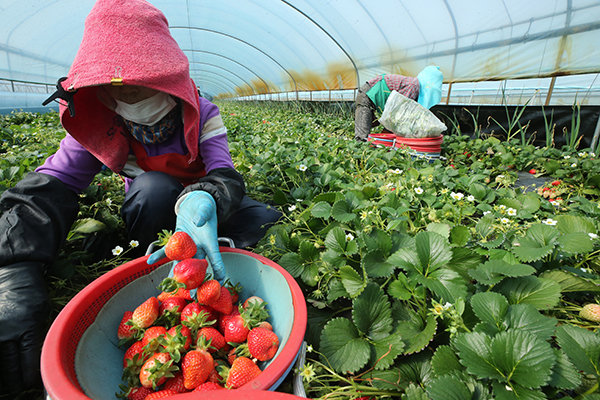 경남 밀양시 하남읍 수산리 낙동강변 비닐하우스에서 농민들이 잘익은 딸기를 따고 있다. (사진=저작권자(c) 연합뉴스, 무단 전재-재배포 금지)