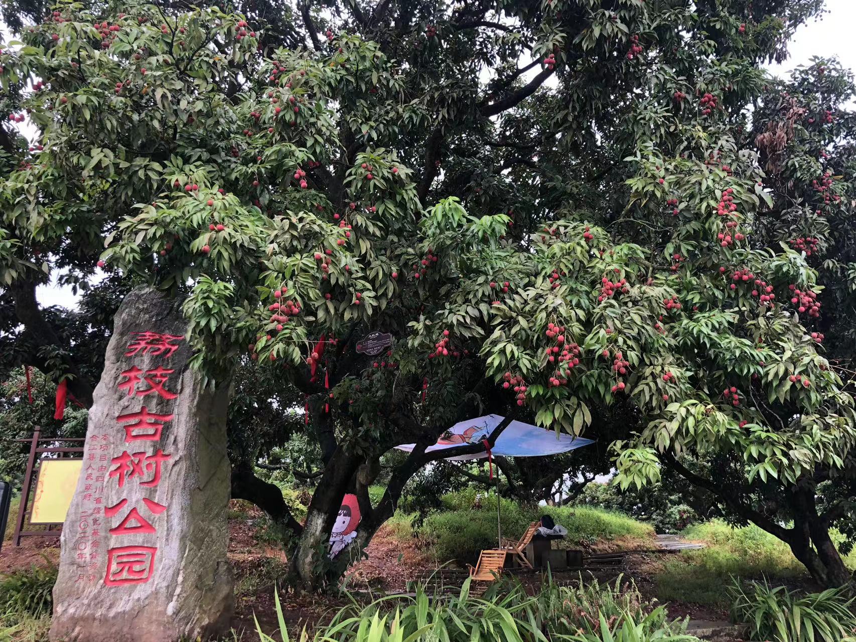 < 리쯔 고수공원(荔枝古树公园)으로 최근 많은 리쯔관련 대표 행사들이 열리고 있어, 많은 타지인들이 방문하고 있다. - 출처 : 통신원 >